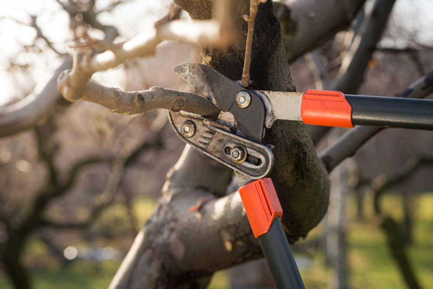 Tree Trimming &amp; Pruning Columbus, LaGrange &amp; Pine